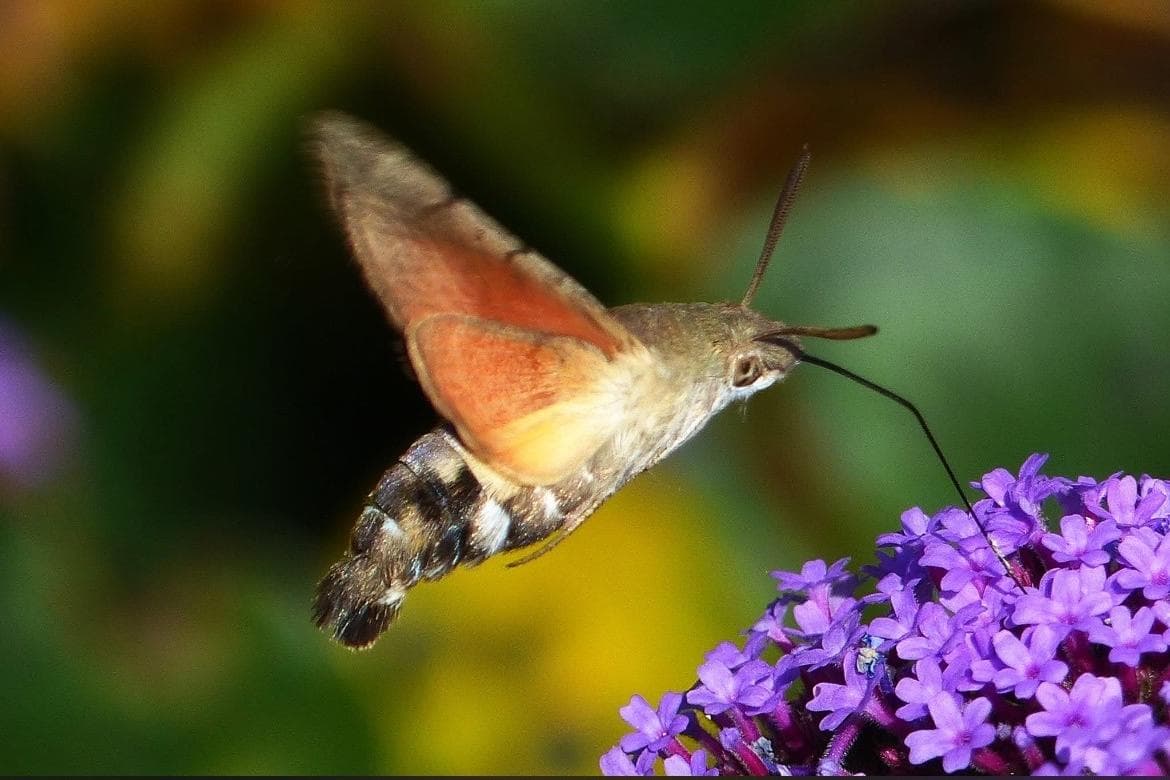 Beeindruckende Bilder von Taubenschwänzchen in Sussex