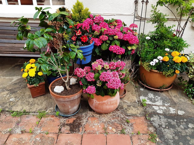 Floral splendour at Brunswick Cottages, a tiny courtyard of four fishermen's houses off the twitten that marks the historic boundary between Worthing and Heene