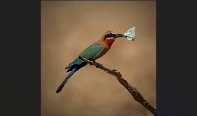 White Fronted Bee Eater by Colin Mitchell - score 20