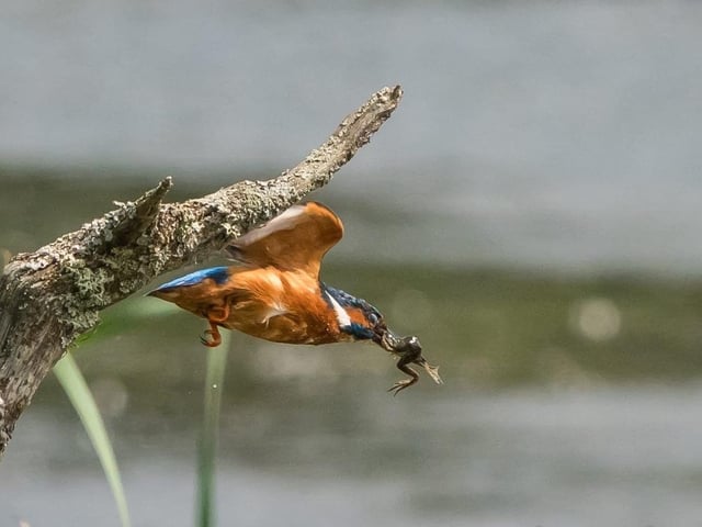 Kingfisher