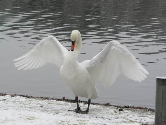 PICTURES: Here are some wintry shots from Tilgate Park to inspire you this season. Credit: Steve Winston-Lawford