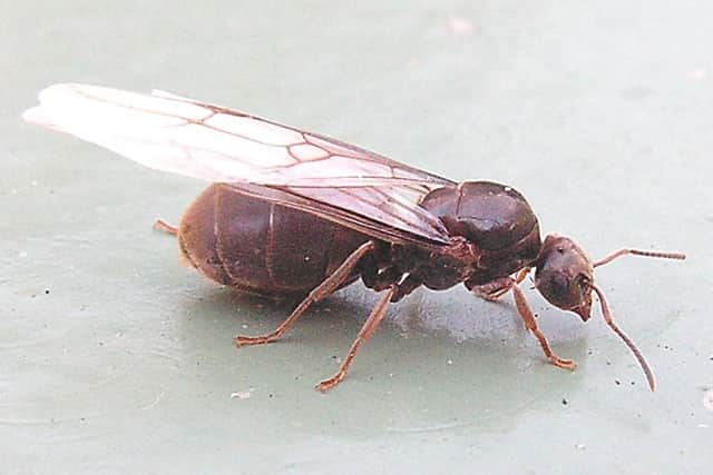 Sussex could be invaded by flying ants