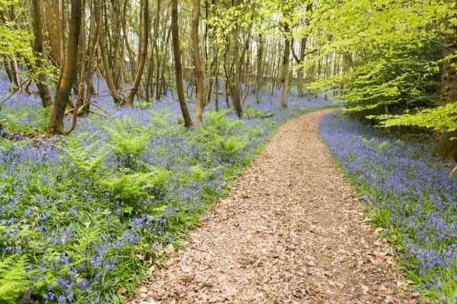 Take a walk through Twyford's hidden bluebell wood.