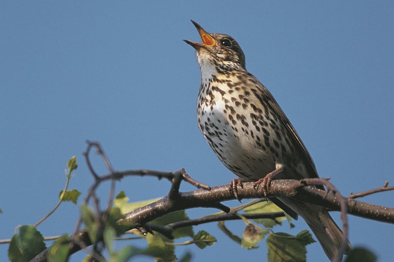 A song thrush singing whilst perched on a branch