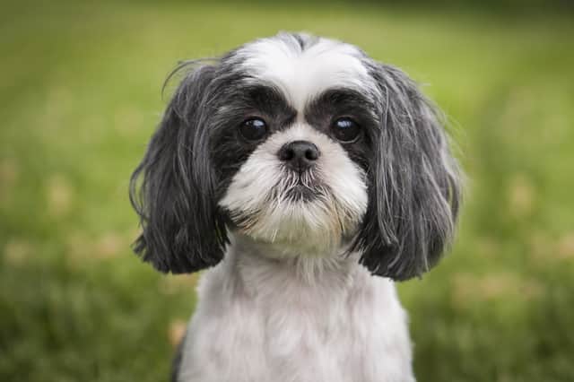 A shih tzu in Hertfordshire died from the disease (Photo: Shutterstock)