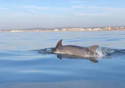 The dolphins off the coast of Shoreham. Photo: Simon Gardner