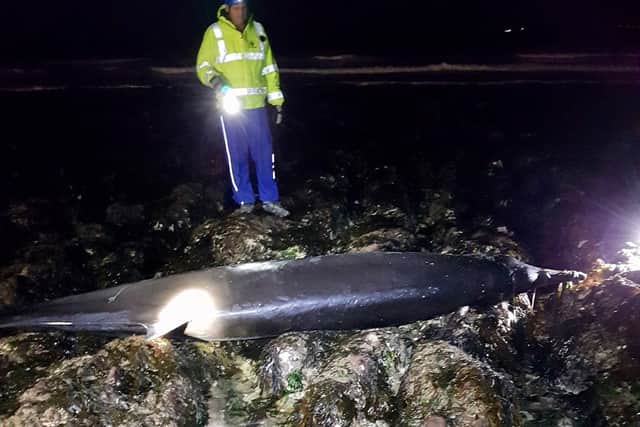 The stranded whale on Saltdean beach