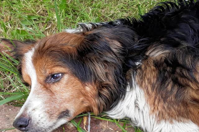 The dog had to be put down for its untreatable injuries and illness