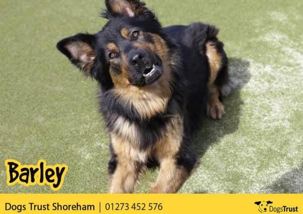 New owners must be willing to visit the rehoming centre multiple times to get to know Barley