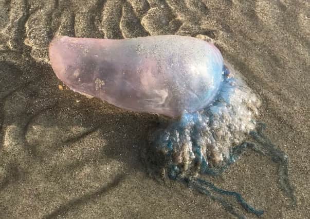 Portuguese man of war at West Wittering beach, 23 Nov 2014.
Photo by Liz Thomas.