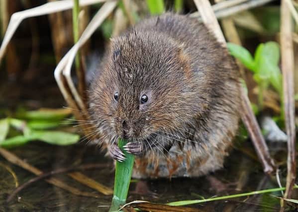 A water vole at Arundel Wetland Centre. Picture: WWT