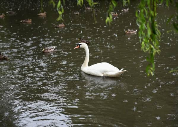 Swan at Horsham Park