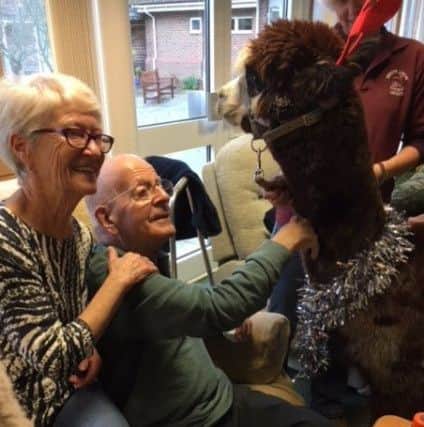 The alpacas were a big hit at the hospice