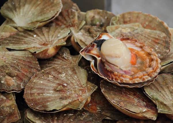 There are limits on the size of scallops that can be fished