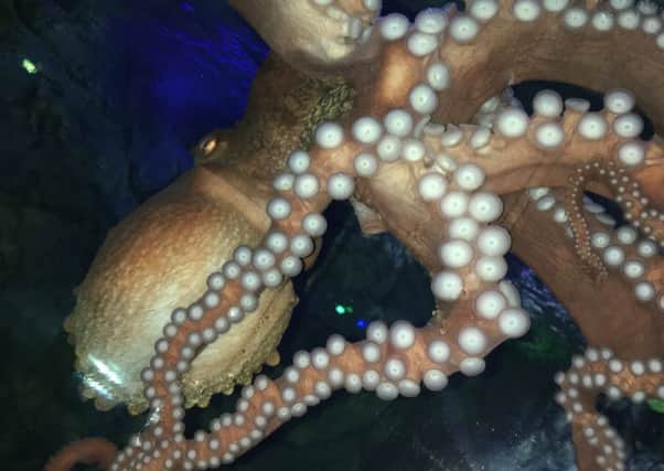 Octopus SUS-171212-125941001