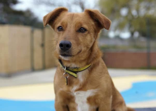 Joey is an active terrier cross, best be suited to an adult-only household