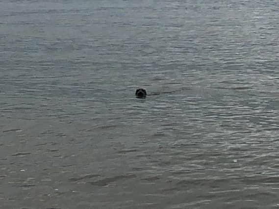 The swimming seal. Photo: Andre Owen