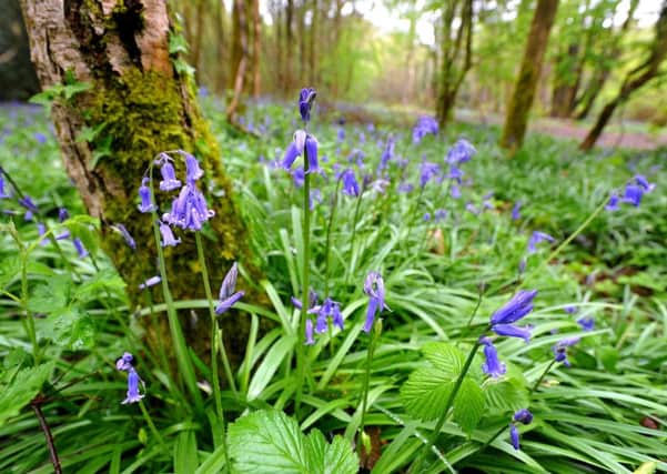 Bluebells at Leechpool Woods, Horsham. Pic Steve Robards SUS-150428-115702001