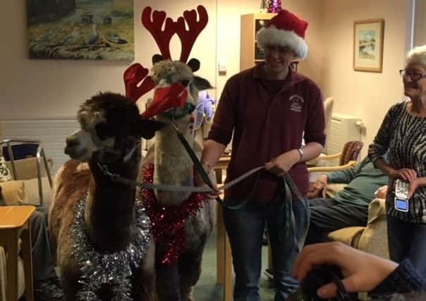 The alpacas were a big hit at the hospice