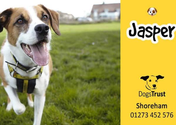 Building a bond with Jasper will be truly worthwhile, says Dogs Trust Shoreham manager Tracey Rae