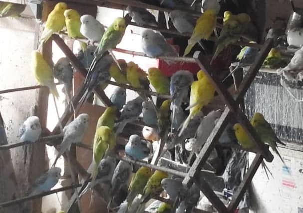 The budgies rescued by the RSPCA