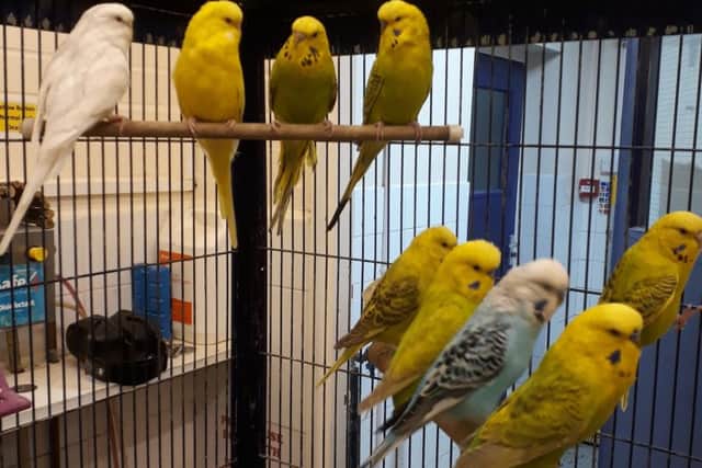 The budgies rescued by the RSPCA