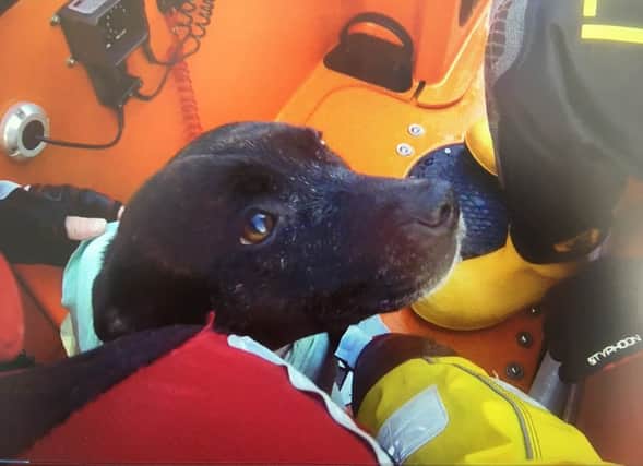 In safe hands ... Ruby the dog. Photograph by Brighton RNLI