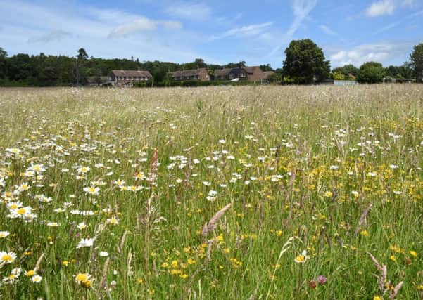 Coldwaltham wildflower meadow
