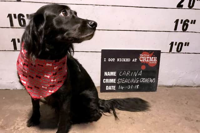 Dress Up Your Dog Day at The True Crime Museum, Hastings. SUS-180115-102156001
