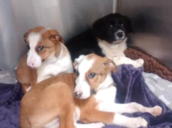 Three of the puppies found abandoned just outside Brighton