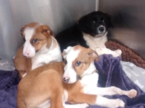 The puppies found abandoned in Brighton