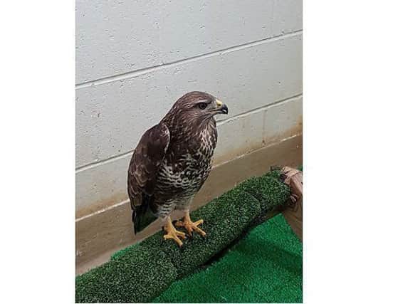 The buzzard at Mallydams. Picture courtesy of the RSPCA SUS-180120-102243001