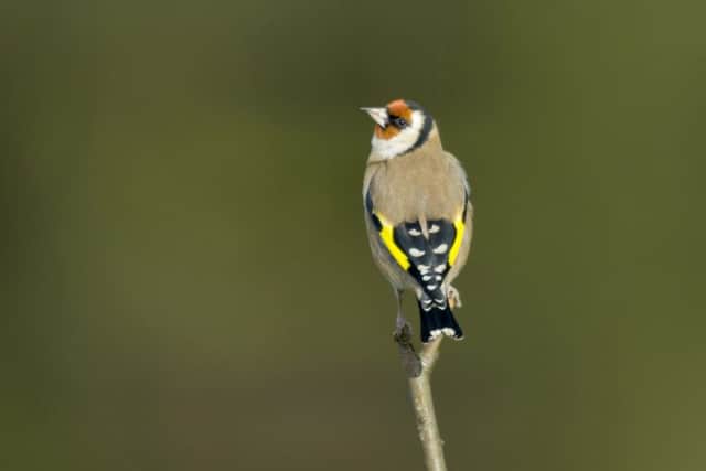Goldfinch, looking around from a bare twig