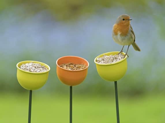 A Robin feeding at RSPB colour cups. Photo by Chris Gomersall.