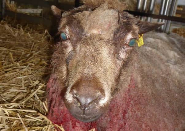 The ewes were badly injured in the attack. Picture: Caroline Harriott
