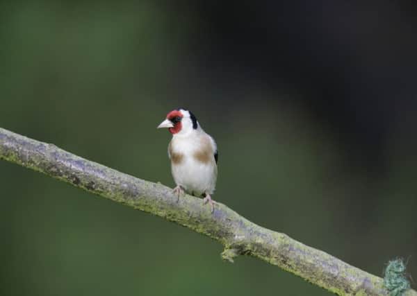 A goldfinch. Picture: Nigel Blake (rspb-images.com)
