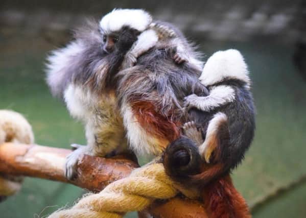 Twin baby cotton-top tamarins have been born at Drusillas Park