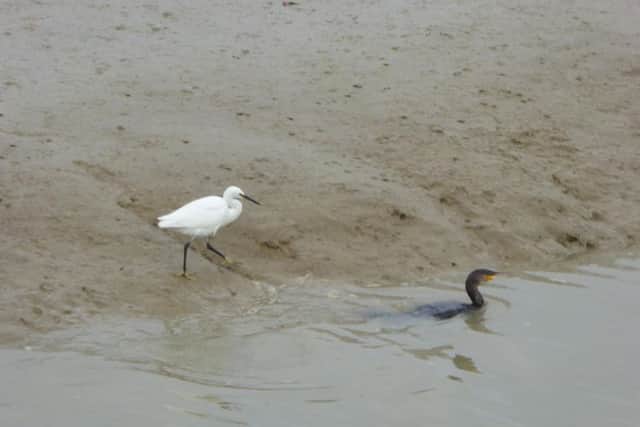 Little egrets have been seen deliberately following cormorants fishing in the River Adur