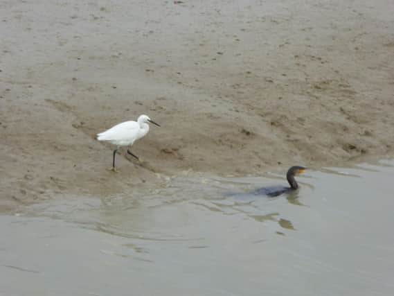 Little egrets have been seen deliberately following cormorants fishing in the River Adur