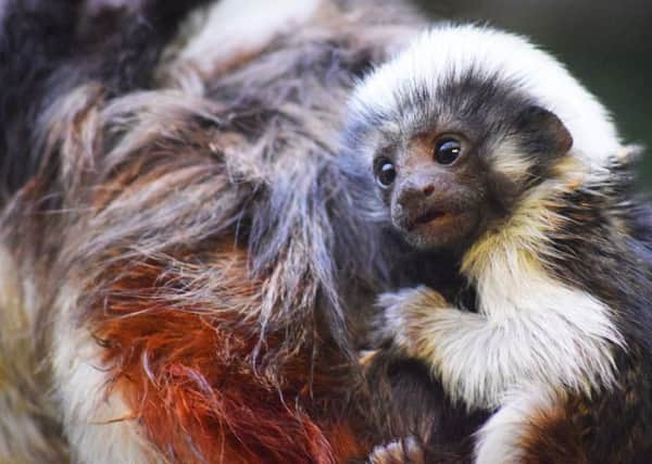 One of the baby tamarin monkeys clinging to Dad, Pasto