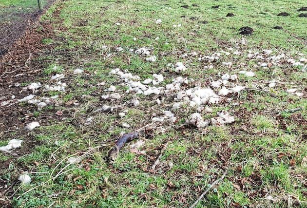 A ewe has been killed in a second sheep attack at Cissbury Ring on the Downs north of Worthing. Picture: Sussex Police