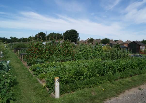 Worthing Road Allotments has vacant plants available