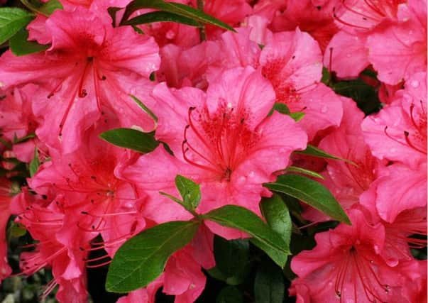 Azaleas can cause serious problems for cats and dogs