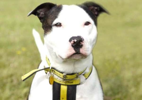 Harry is looking to find owners who will always be close by for a cuddle