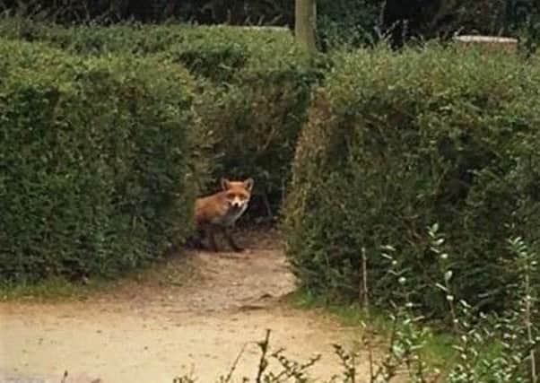 Fox spotted in the Dragon Maze in Horsham Park SUS-180702-133842001