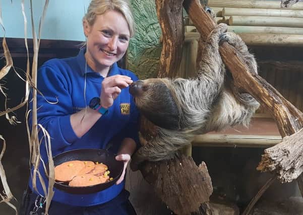 Deputy headkeeper Sophie Leadbitter feeds sloth Flash