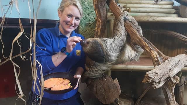 Headkeeper Sophie Leadbitter feeds sloth Flash