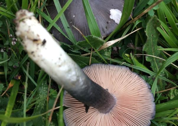 The Big Blue Pinkgill, Entoloma atromadidum, discovered on the South Downs SUS-180215-120415001