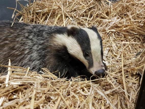 One of the badgers rescued from a back garden in Hastings. Photo courtesy of East Sussex WRAS. SUS-180219-092530001