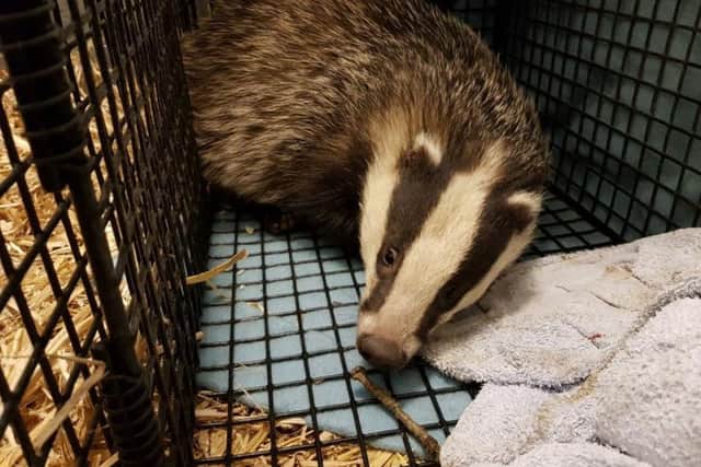 One of the badgers rescued from a Hastings garden. Photo courtesy of East Sussex WRAS. SUS-180219-093945001